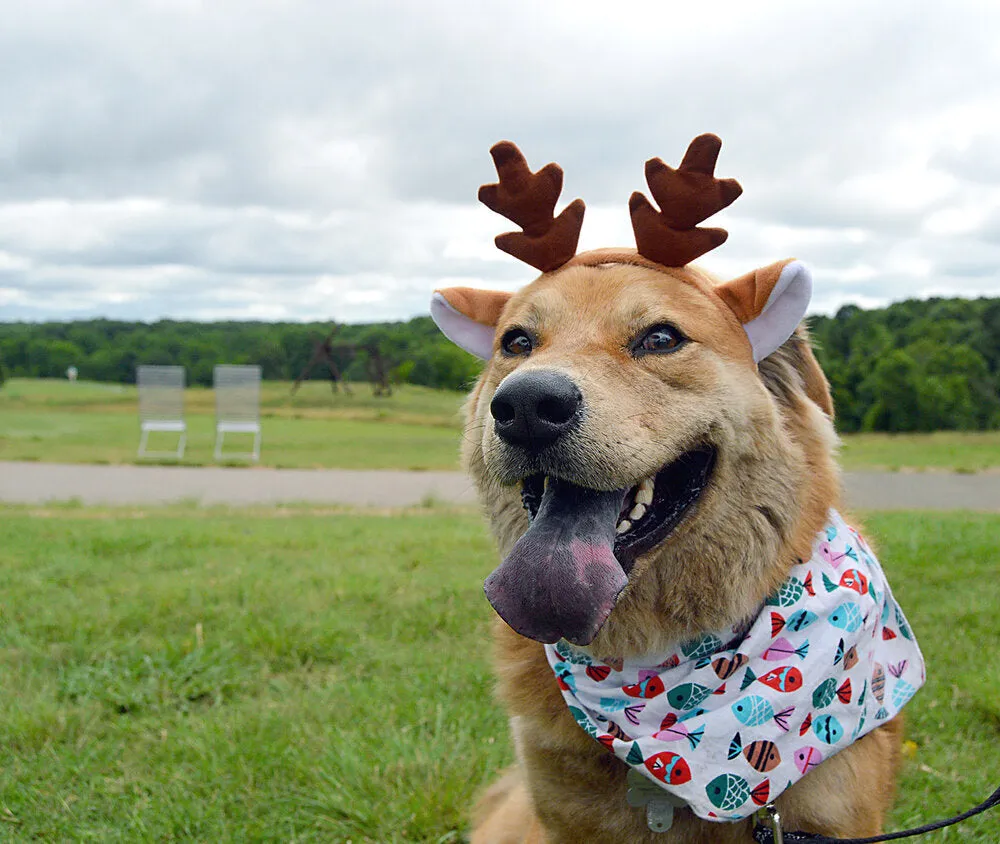 Deer Antler Headband